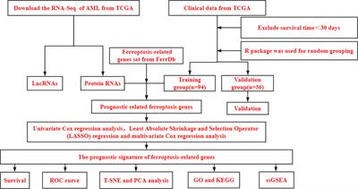 Comprehensive analysis of ferroptosis-related gene signatures as a potential therapeutic target for acute myeloid leukemia: A bioinformatics analysis and experimental verification